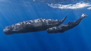 640px-Mother_and_baby_sperm_whale